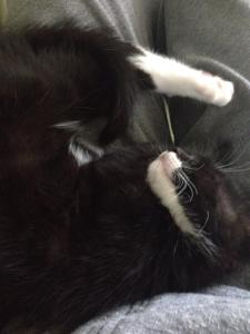 10382460_10152412900771007_4154023360689608422_n