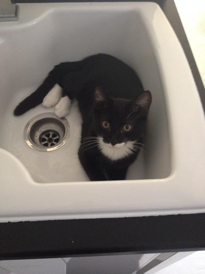 10603453_10152585866336007_7408807727042358302_n