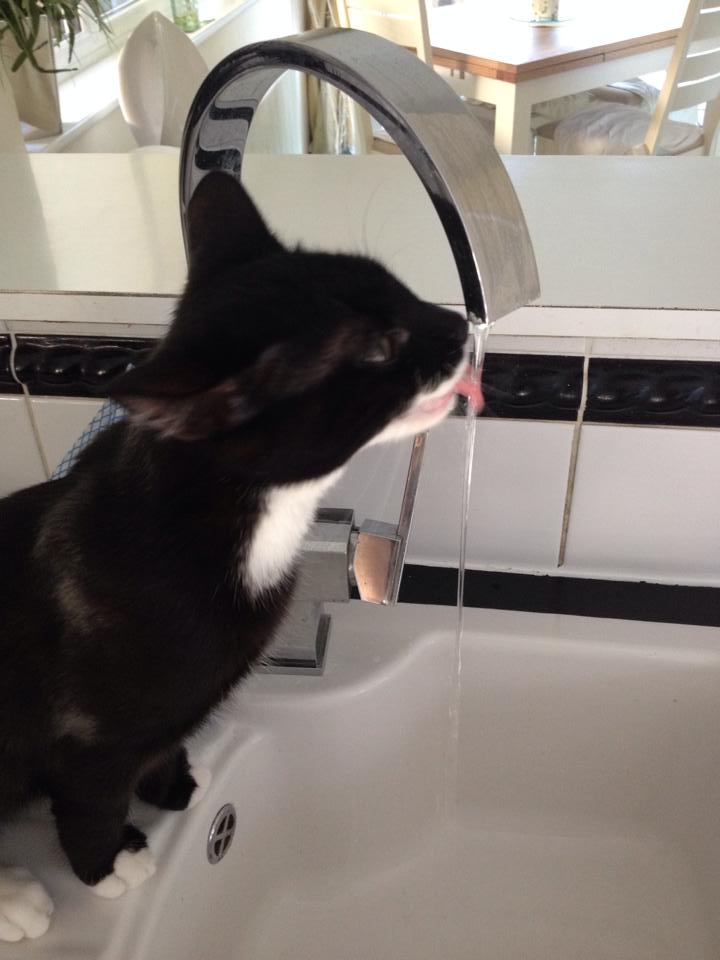 10606600_10152585866621007_4671701640945828267_n